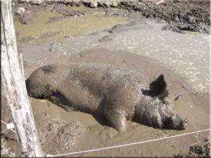 Pig Mud Wallow to Make Romans Jealous