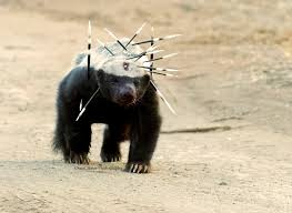 Image result for honey badger arrows