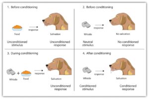 classical-conditioning-1.jpg
