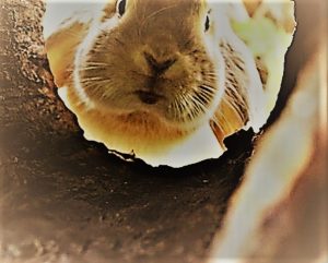 Bunny